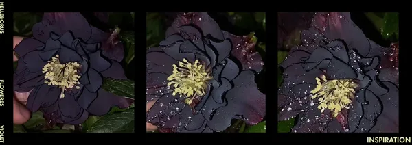 helloborus flower